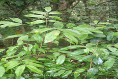 Aquilaria malaccensis